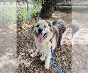 Alaskan Malamute-German Shepherd Dog Mix Dogs for adoption in Santa Barbara, CA, USA