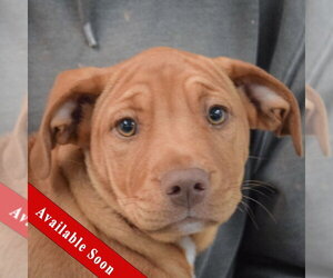 American Staffordshire Terrier-Vizsla Mix Dogs for adoption in Huntley, IL, USA