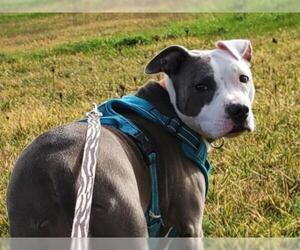 American Pit Bull Terrier-Unknown Mix Dogs for adoption in Santa Fe, TX, USA