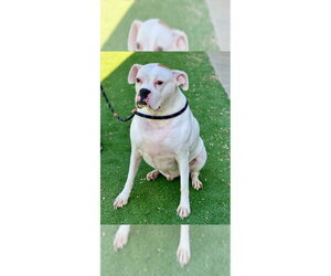 Boxer Dogs for adoption in Austin, TX, USA