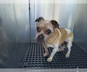 Chihuahua Dogs for adoption in Fort Lauderdale, FL, USA