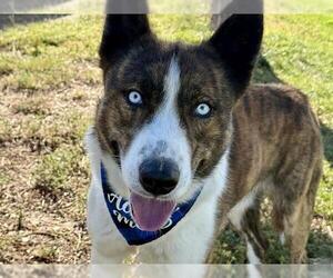 Siberian Husky-Unknown Mix Dogs for adoption in Pueblo, CO, USA