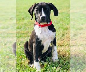 Borador Dogs for adoption in Rockville, MD, USA