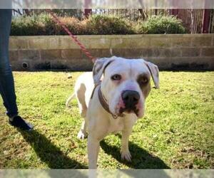 Bullboxer Pit Dogs for adoption in Upland, CA, USA