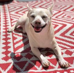 Medium Photo #1 Dachshund-Unknown Mix Puppy For Sale in San Francisco, CA, USA