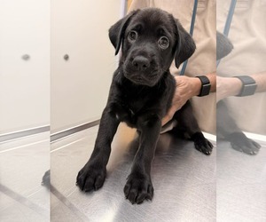 Labrador Retriever-Unknown Mix Dogs for adoption in Holly Springs, NC, USA