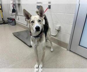 Siberian Husky Dogs for adoption in Grand Prairie, TX, USA