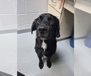Labrador Retriever-Unknown Mix Dogs for adoption in St. Cloud, FL, USA