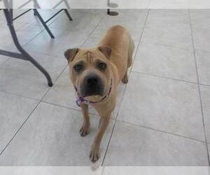 Chinese Shar-Pei Dogs for adoption in Temple, TX, USA