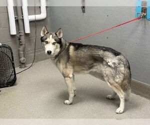 Siberian Husky-Unknown Mix Dogs for adoption in Las Vegas, NV, USA