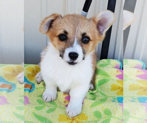 Pembroke Welsh Corgi Dogs for adoption in Mountain View, MO, USA