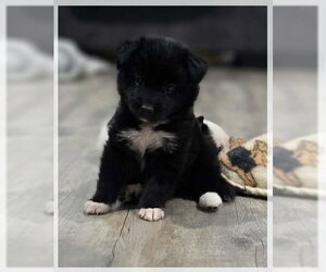 Border Collie-Unknown Mix Dogs for adoption in Jacksonville, NC, USA