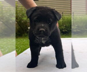 Mutt Dogs for adoption in Garden City, NY, USA