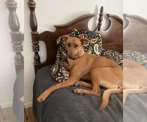 Labrador Retriever-Unknown Mix Dogs for adoption in San Diego, CA, USA