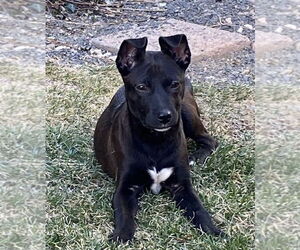 Labrador Retriever-Unknown Mix Dogs for adoption in Lakewood, CO, USA