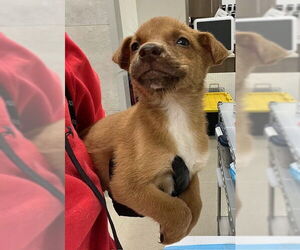 German Shepherd Dog-Unknown Mix Dogs for adoption in Baytown, TX, USA