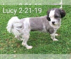 Havashu Dogs for adoption in Cuba, NY, USA