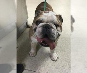 Bulldog-Unknown Mix Dogs for adoption in Riverside, CA, USA