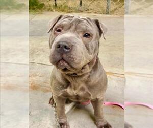 Chinese Shar-Pei-Unknown Mix Dogs for adoption in Las Vegas, NV, USA