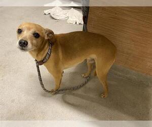 Chihuahua-Unknown Mix Dogs for adoption in Modesto, CA, USA