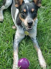 Australian Cattle Dog-Jack Russell Terrier Mix Dogs for adoption in Youngsville, LA, USA