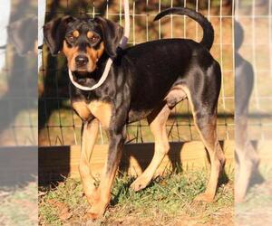 Coonhound-German Pinscher Mix Dogs for adoption in Lovingston, VA, USA