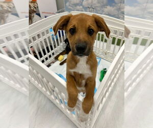 Labrador Retriever Dogs for adoption in Minneapolis, MN, USA