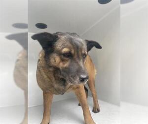 Mutt Dogs for adoption in Houston, TX, USA