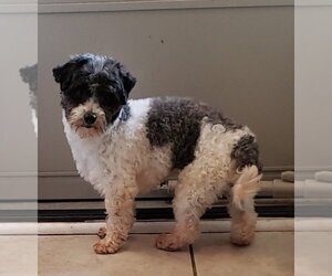 Havanese Dogs for adoption in Alexandria, KY, USA