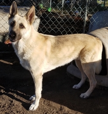 German Shepherd Dog Dogs for adoption in Lone Oak, TX, USA