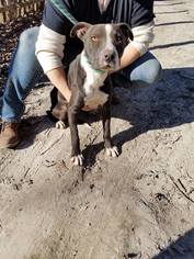 Medium Photo #1 American Pit Bull Terrier-Bull Terrier Mix Puppy For Sale in Spotsylvania, VA, USA