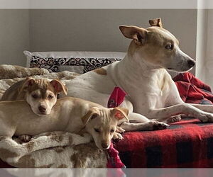 Pointer-Unknown Mix Dogs for adoption in Ogden, UT, USA