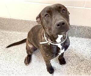 Mutt Dogs for adoption in Houston, TX, USA