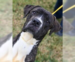 Mutt Dogs for adoption in Glen Allen, VA, USA