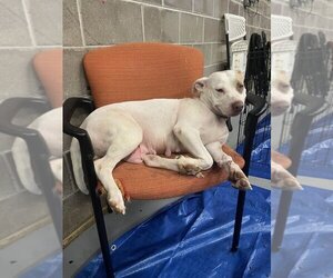 American Pit Bull Terrier-Unknown Mix Dogs for adoption in Sheridan, CO, USA