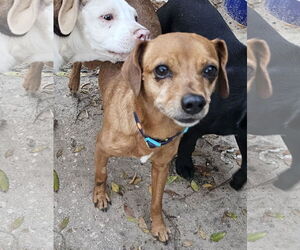 Chihuahua-Unknown Mix Dogs for adoption in Melrose, FL, USA