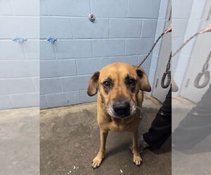 Black Mouth Cur-German Shepherd Dog Mix Dogs for adoption in Evansville, IN, USA