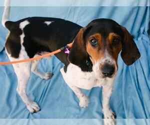 Black and Tan Coonhound Dogs for adoption in Fort Wayne, IN, USA