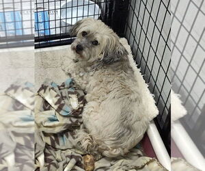 Shih Tzu-Unknown Mix Dogs for adoption in Mukwonago, WI, USA