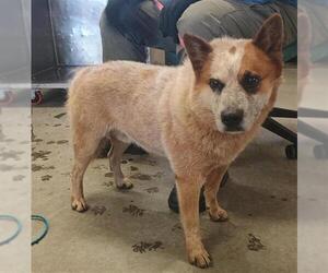 Mutt Dogs for adoption in Camarillo, CA, USA