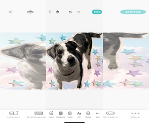 Medium Photo #4 Catahoula Leopard Dog-Labrador Retriever Mix Puppy For Sale in Walnutport, PA, USA