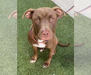 American Pit Bull Terrier Dogs for adoption in Fayetteville, NC, USA