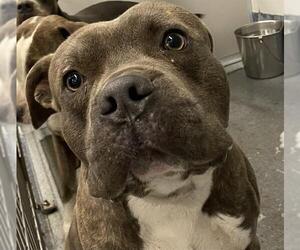 American Staffordshire Terrier-Unknown Mix Dogs for adoption in San Antonio, TX, USA