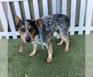 Mutt Dogs for adoption in Modesto, CA, USA