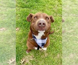 Labrador Retriever-Unknown Mix Dogs for adoption in Tulsa, OK, USA