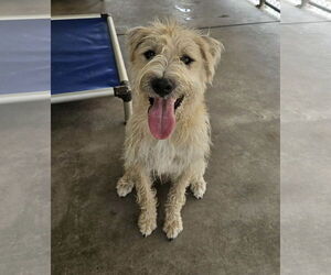 Mutt Dogs for adoption in El Centro, CA, USA