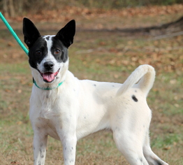 Border Collie Dogs for adoption in Sparta, TN, USA