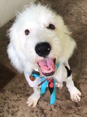 Old English Sheepdog Dogs for adoption in Evergreen, CO, USA
