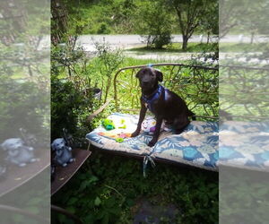 Labrador Retriever-Unknown Mix Dogs for adoption in Aurora, IN, USA