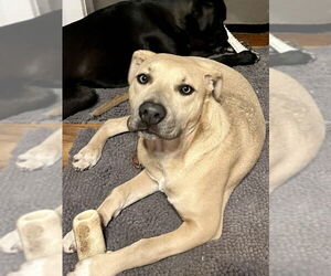 Huskies -Unknown Mix Dogs for adoption in Wyoming, MI, USA